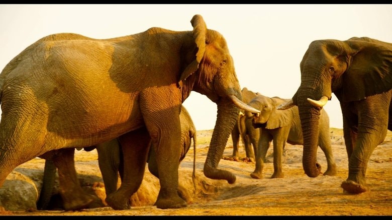 Enchanted Kingdom background